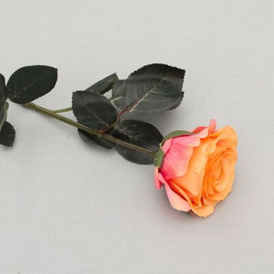 Rose 'Madame', filled, L= 37 cm, orange