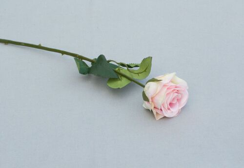 Rose 'Madame', gefüllt, L= 37 cm, hellrosa