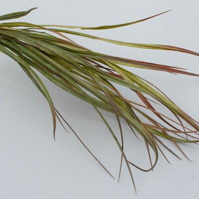 Himalayan grass bush, L= 83 cm, green/red