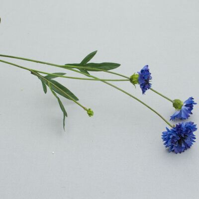 Cornflower, L= 59 cm, blue