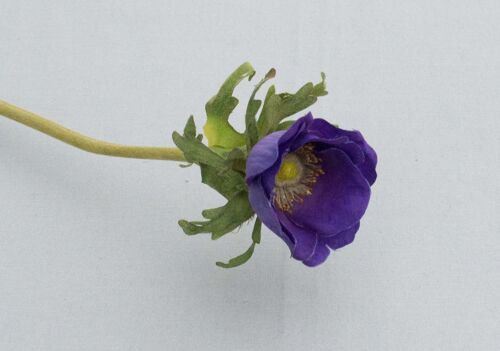 Anemone, L= 36 cm, d.lila