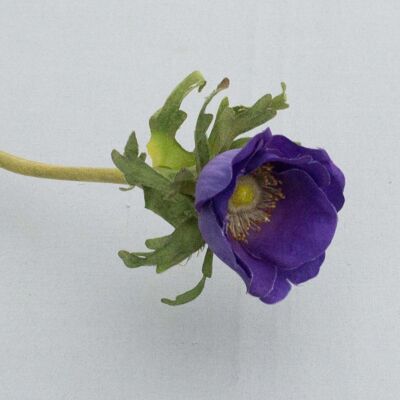 Anémone, L = 36 cm, d.violet