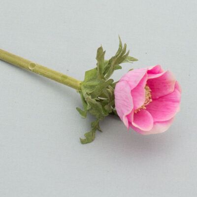 Anémona, L= 36 cm, rosa-rosa