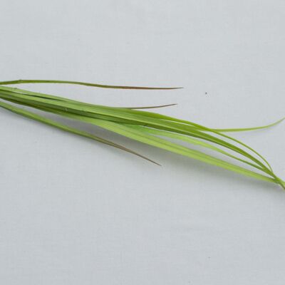 Orchid grass x 8, L= 80 cm, green