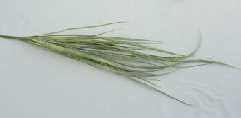 Buisson d'herbe x5, L= 90 cm, vert-gris