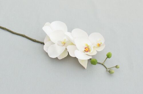 Phalaenopsis 'Real Touch', L= 58 cm, creme-weiß