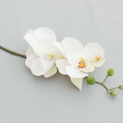 Phalaenopsis 'Real Touch', L = 58 cm, blanco crema