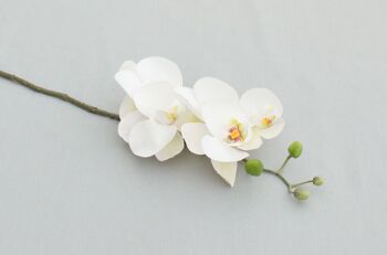 Phalaenopsis 'Real Touch', L = 58 cm, blanc crème