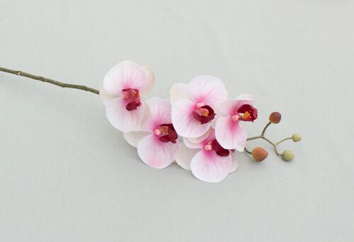 Phalaenopsis 'Real Touch', L= 58 cm, rosa-d.rosa