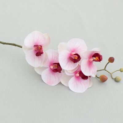 Phalaenopsis 'Real Touch', L = 58 cm, rose-d.rose
