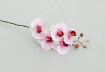 Phalaenopsis 'Real Touch', L = 58 cm, rose-d.rose