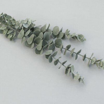 Branche d'eucalyptus, L = 83 cm, vert-gris