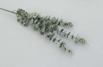 Branche d'eucalyptus, L = 83 cm, vert-gris