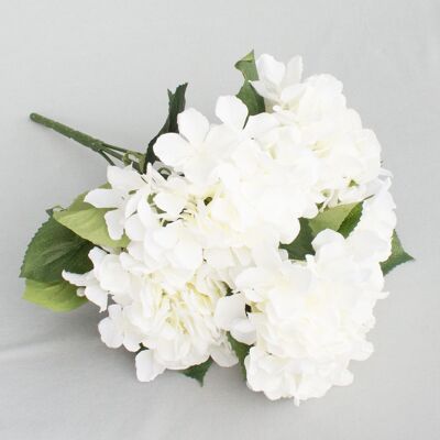 Arbusto de hortensias x 5, L = 45 cm, crema