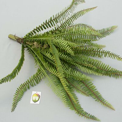 Fern bush 'Lux', w/UV protection, L= 60 cm, green