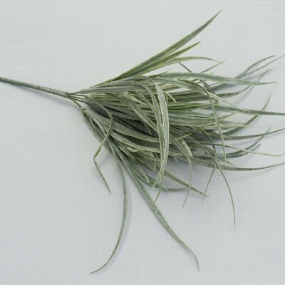 Arbusto de hierba x 5, L = 35 cm, gris verdoso