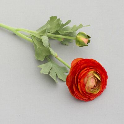 Ranunculus, L= 50 cm, orange