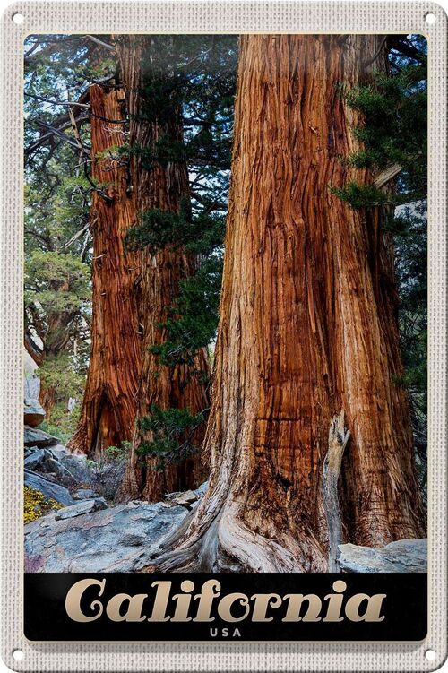 Blechschild Reise 20x30cm California Amerika Natur Wald Bäume