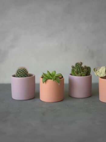 Pots de cactus 3