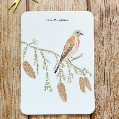 watercolor postcard melodious linnet