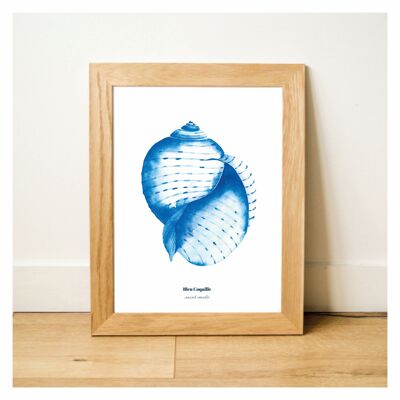 Dekoratives Poster für Schreibwaren – 30 x 40 cm – Blaue Muschel