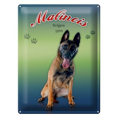 Plaque en tôle chien 30x40cm Malinois Belgique 1899