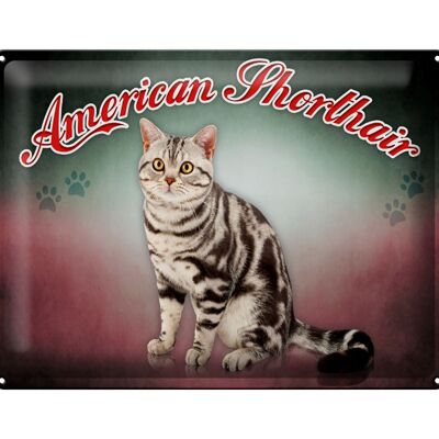 Plaque en tôle chat 40x30cm American Shorthair, décoration murale
