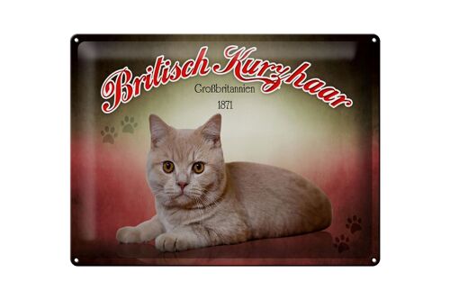 Blechschild Katze 40x30cm British Kurzhaar Großbritannien