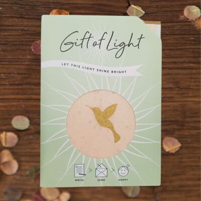 Geschenk des Lichts | Kolibri