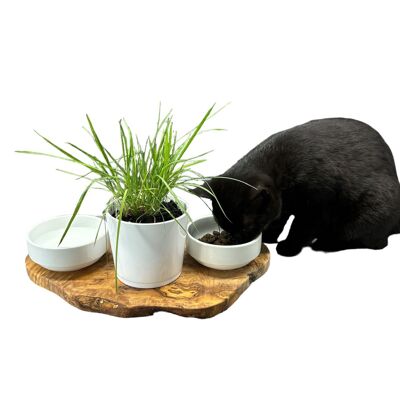 Estación de alimentación RUSTY 2x cuencos de porcelana de 0,4 litros más macetero para hierba para gatos madera de olivo