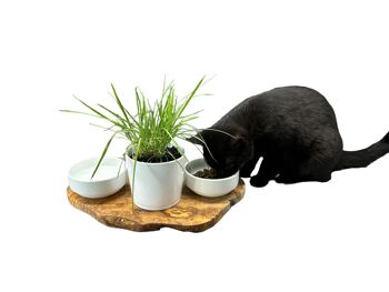 Station d'alimentation RUSTY 2x bols en porcelaine de 0,4 litre plus pot pour herbe à chat en bois d'olivier 1