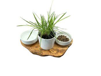 Station d'alimentation RUSTY 2x bols en porcelaine de 0,4 litre plus pot pour herbe à chat en bois d'olivier 2