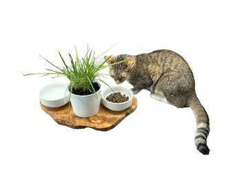 Station d'alimentation RUSTY 2x bols en porcelaine de 0,4 litre plus pot pour herbe à chat en bois d'olivier 7