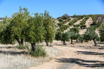 Huile d'olive extra vierge biologique de qualité supérieure 100 % italienne - OLIV 500 ml 2