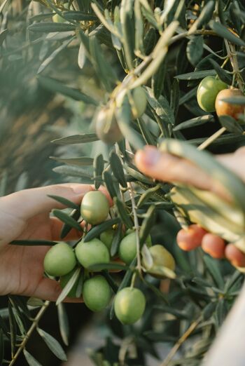 Huile d'olive extra vierge biologique de qualité supérieure 100 % italienne - OLIV 500 ml 3