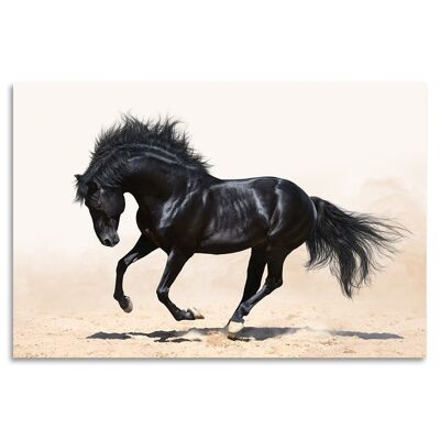 Acrylic glass picture - Black Stallion