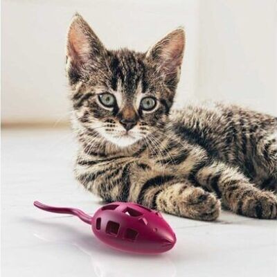 Tratta i topi: giocattoli per gatti