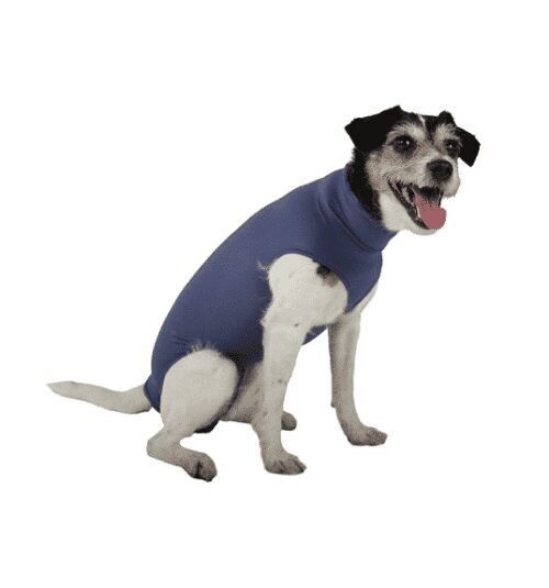 Body pour chien sans pattes