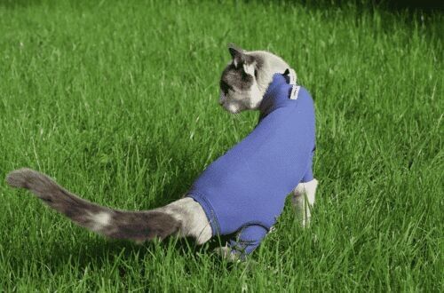 Body per gatti: la protezione ideale per le ferite