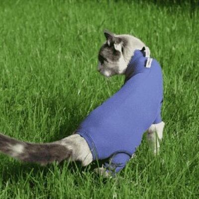 Cat bodysuit – the ideal wound protection