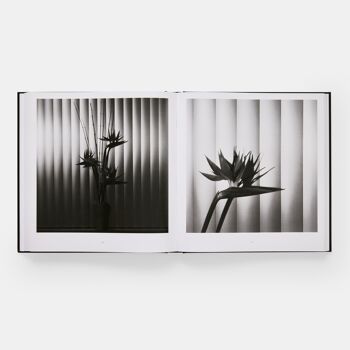 Flore de Mapplethorpe : les fleurs complètes 3