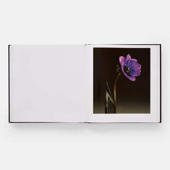 Flore de Mapplethorpe : les fleurs complètes 5