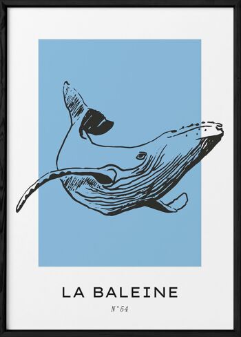 Affiche La baleine 3