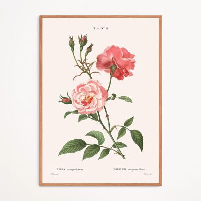 Plakat: Rosa Semperflorens