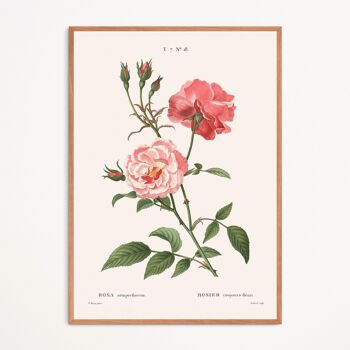 Affiche : Rosa Semperflorens 1