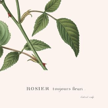 Affiche : Rosa Semperflorens 4