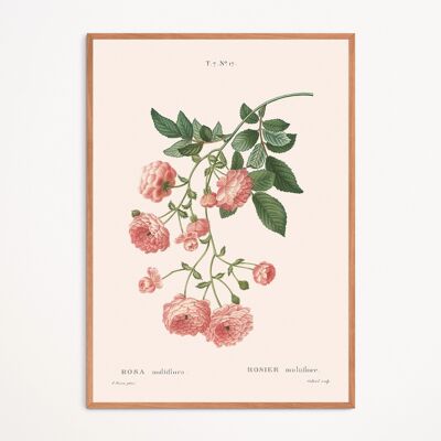 Poster: Rosa Multiflora
