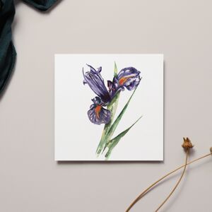 Iris Carte de vœux