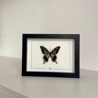Cornice Puno farfalla Xuthus