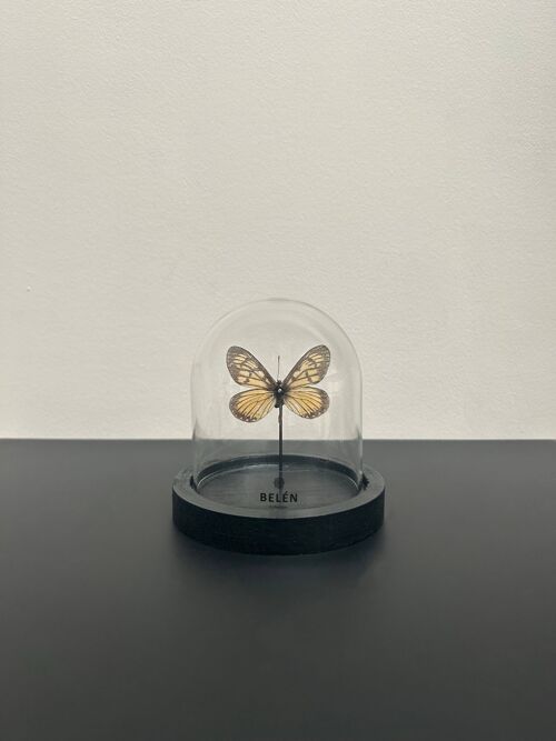 Mini cloche papillon Acraea Issoria